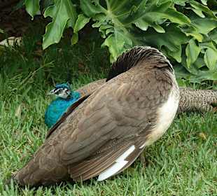 Pfau in den Everglades