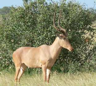 Kuh-Antilope im Tsavo Ost