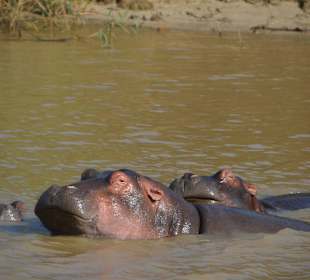 ISimangaliso Wetland Park bei St Lucia