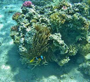 Es gibt hier viele "Nemos"