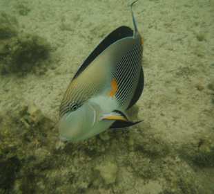 Arabischer Doktorfisch