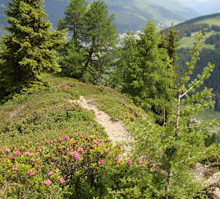 Wandern Davos