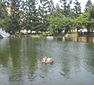 Schildkröten beim Sonnen