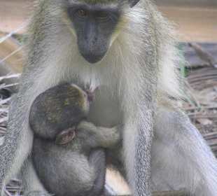 Besuch im Bijilo Forest Park