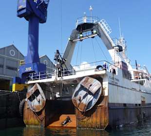 Robbe / Seehund auf Schiffsrampe