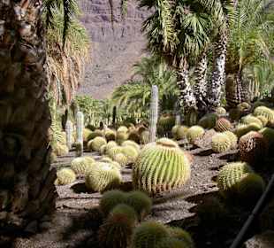 Cactualdea