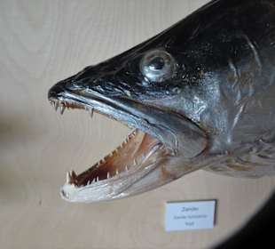 Sonderausstelleung Fisch im Natureum