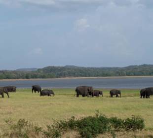 Elefantenherde in Minneriya