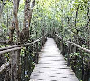 Holzstege führen durch die Mangroven