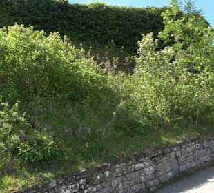 Früchtetrauf - Wurmlinger Kapellenwegle