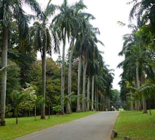 Botanischer Garten in Peradeniya