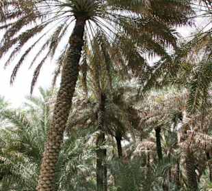 Al Ain Oase