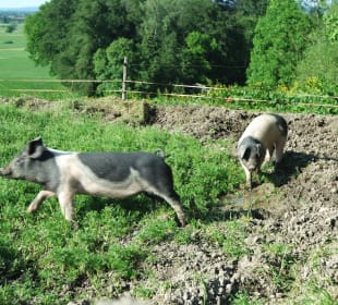 Schweine 