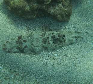 Krokodilfisch am Soly Mar