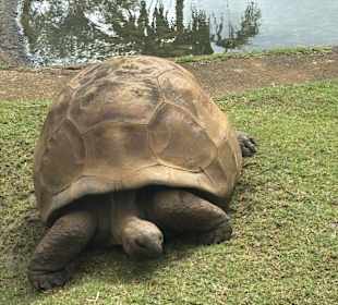 Schildkröte 