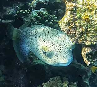 Schnorcheln Coraya Bay Marsa Alam