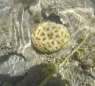 Steigenberger al Dau Beach Hotel