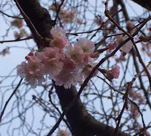 Blüten im Dezember!