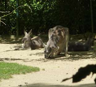 Rotes Riesenkängeruh