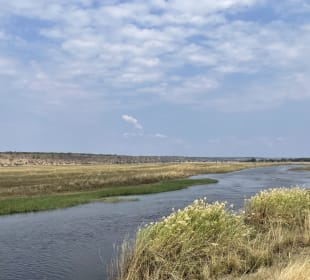 Ausblick Chobe River Camp