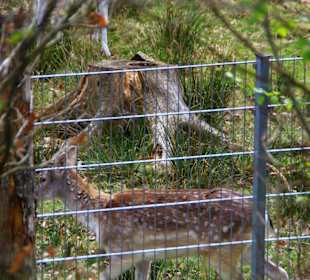 Wildgehege Hirsche