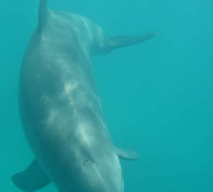 Schnorcheln mit Definen