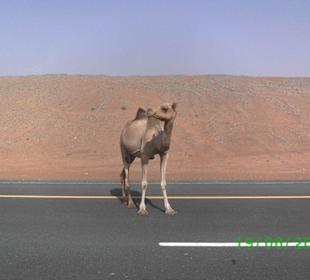 Kamel beim Fotoshooting