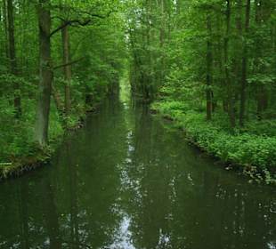 Urwald in Deutschland