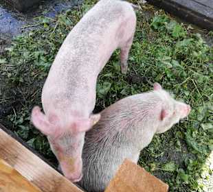 Sunny Mountain Adventure Park