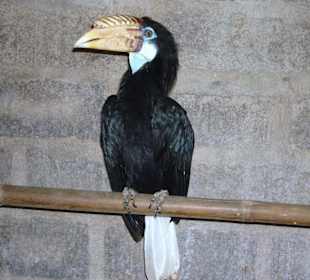 Stolzer Tukan