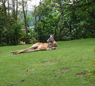 Känguru beim Faulenzen