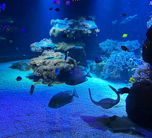 Aquazoo Löbbecke Museum Düsseldorf