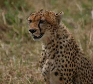 Gepard im Masai Mara National Reserve