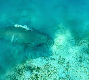 Schnorcheln Marsa Alam