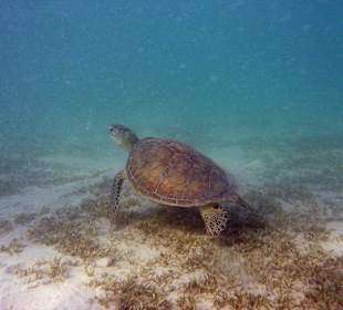 Schildkröte in der Lagune