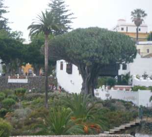Drago Milenario