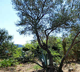 Mamula, Andrea, Velo, Anni 2011