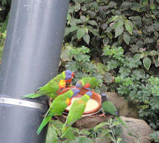 Wunderschöne Vögel