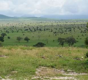Sarova Salt Lick Game Lodge