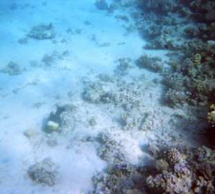 Einmalige Korallenwelt am Strand
