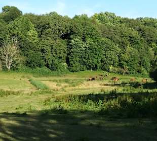 Kreidemuseum Gummanz