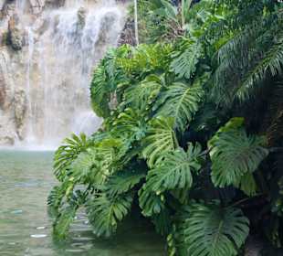 Botanischer Garten Deshaies