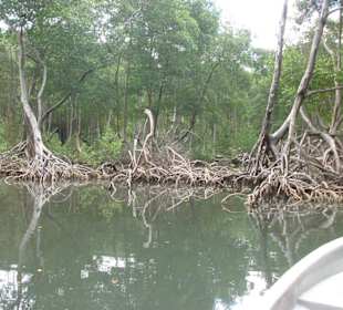 Los Haitises Ausflug mit dem Boot