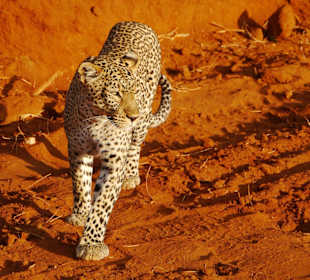 Leopard im Tsavo West