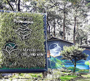 Podocarpus Nationalpark