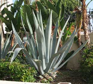 Pflanzenvielfalt vor dem Bahnhof