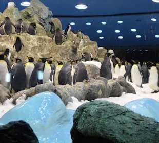 The largest pinguins on the planet