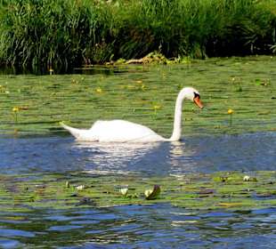 2 Schwäne als Dauergast am See