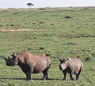Die Nashörner 