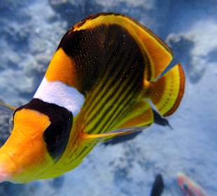 Ganz ein Neugieriger